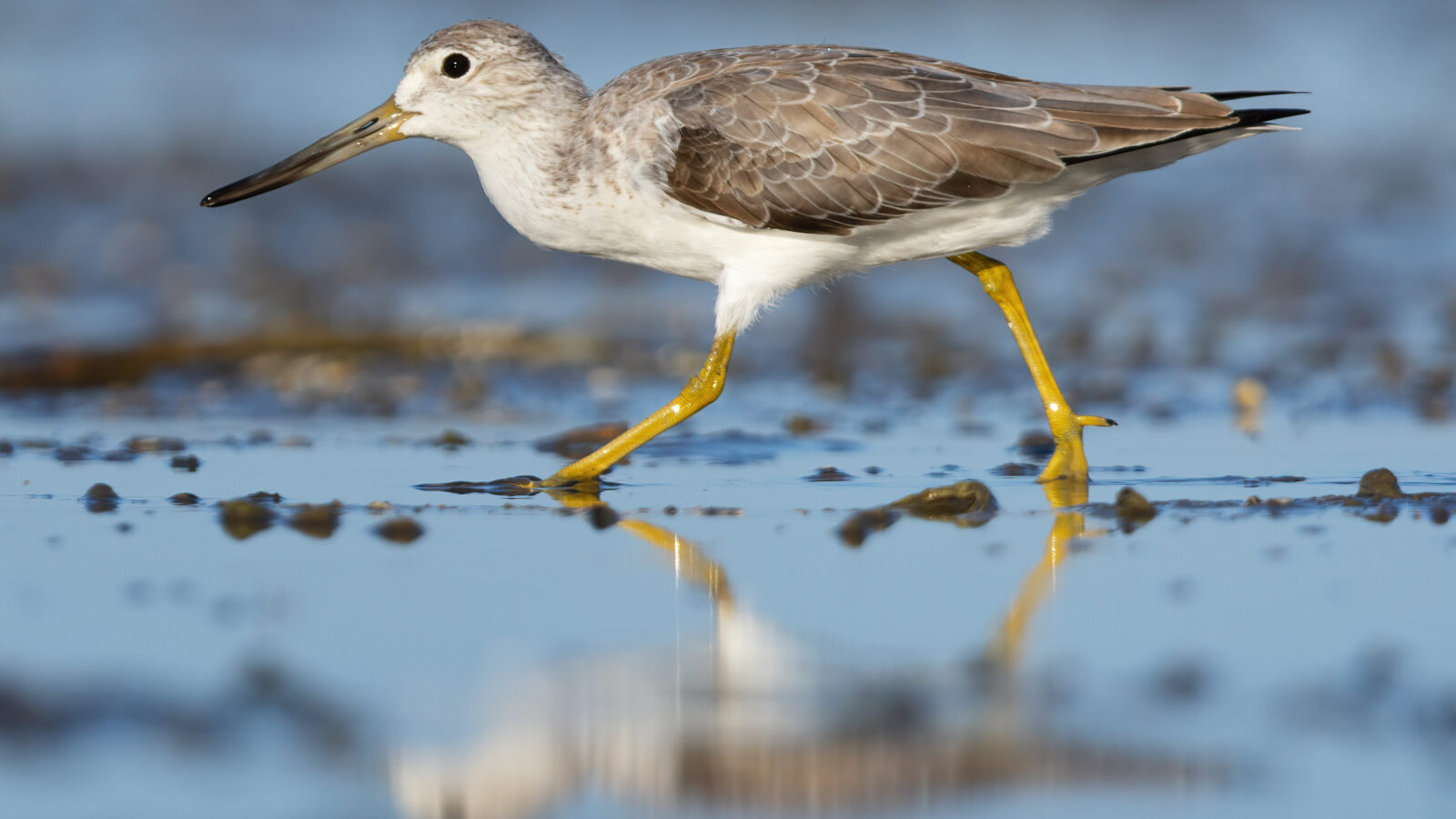 Nordmann’s Greenshank