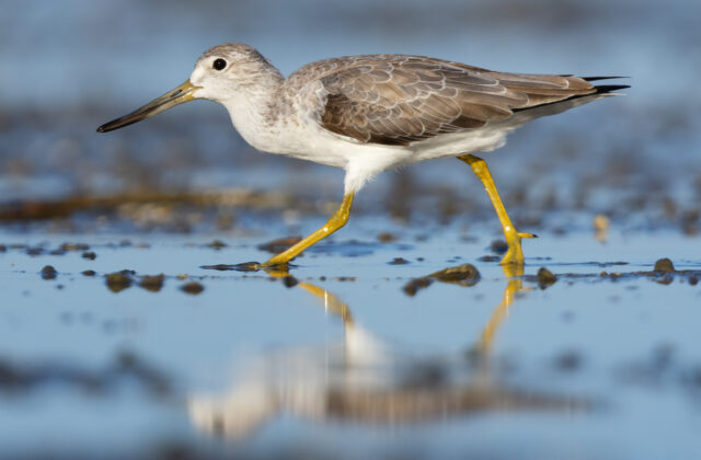 Nordmann’s Greenshank