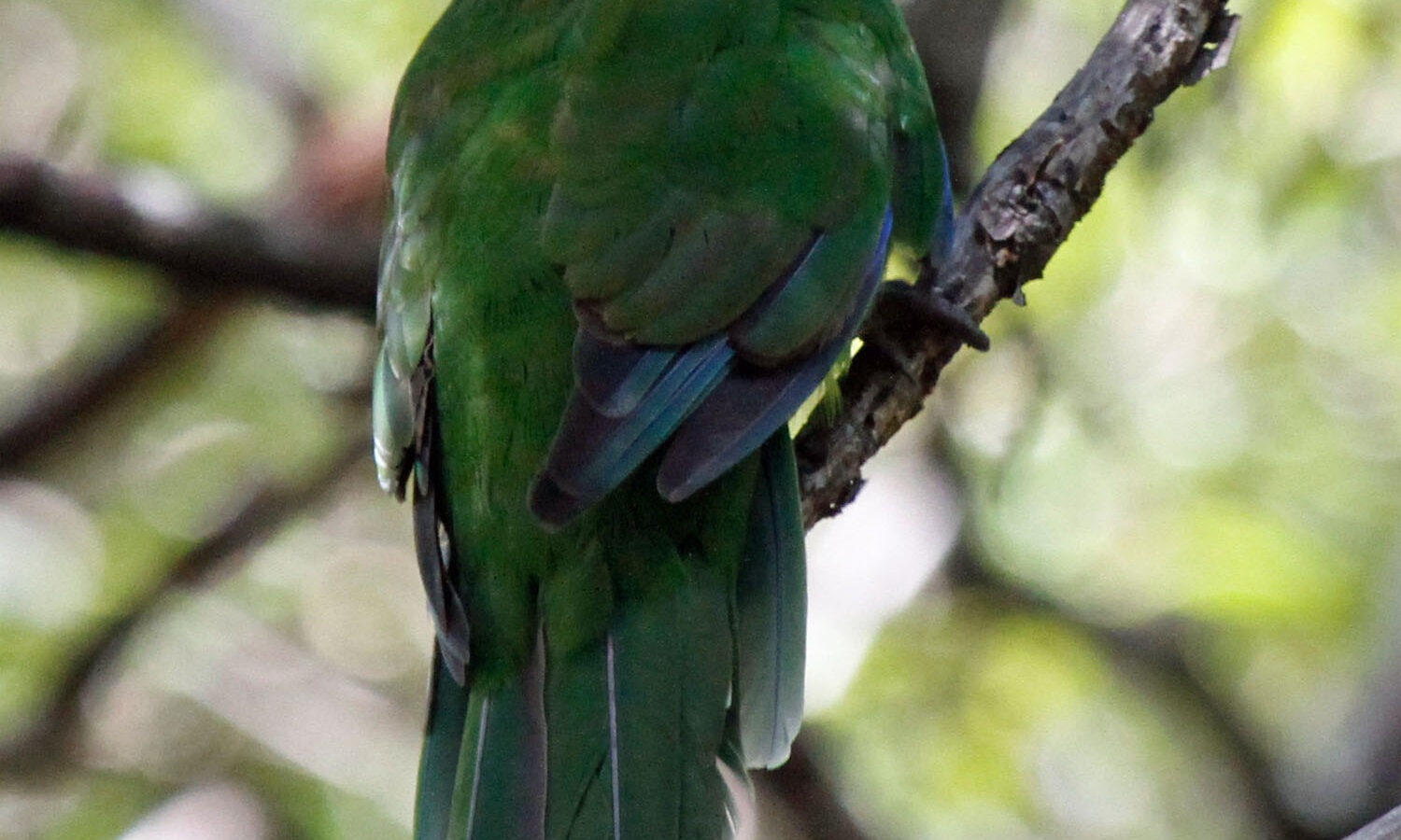 Norfolk Parakeet