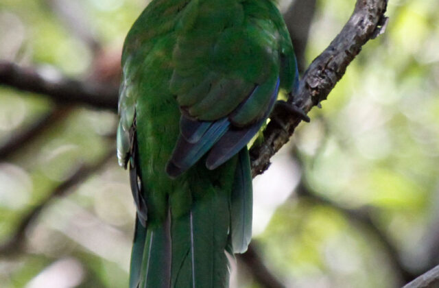 Norfolk Parakeet
