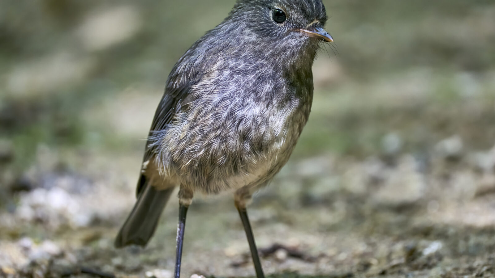 North Island Robin