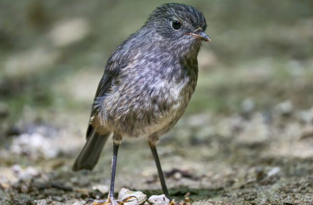North Island Robin