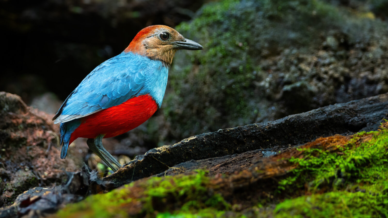 North Moluccan Pitta