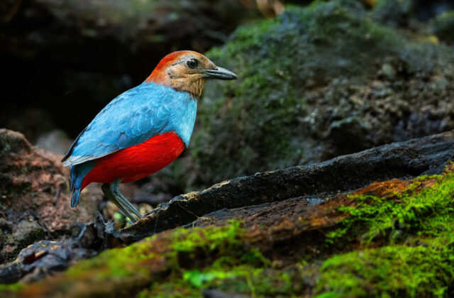 North Moluccan Pitta