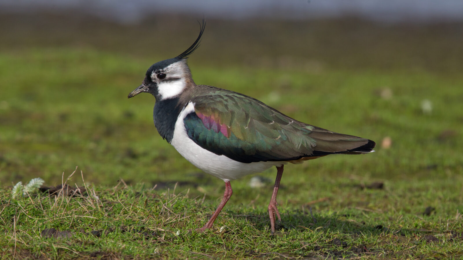 Northern Lapwing
