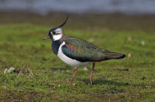 Northern Lapwing