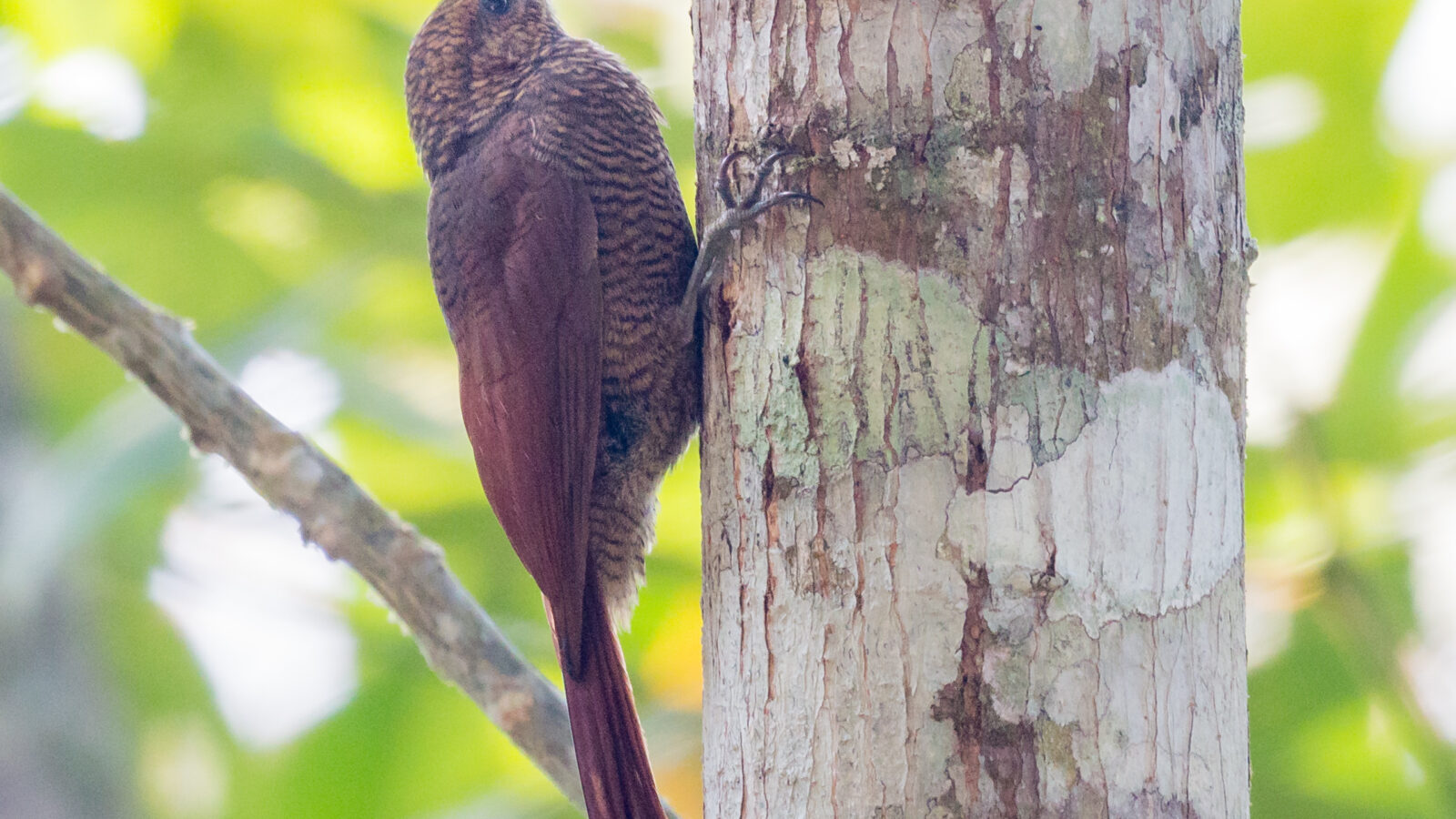 Northern Barred Woodcreeper
