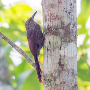 Northern Barred Woodcreeper