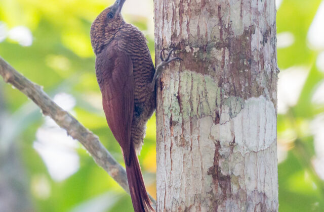 Northern Barred Woodcreeper
