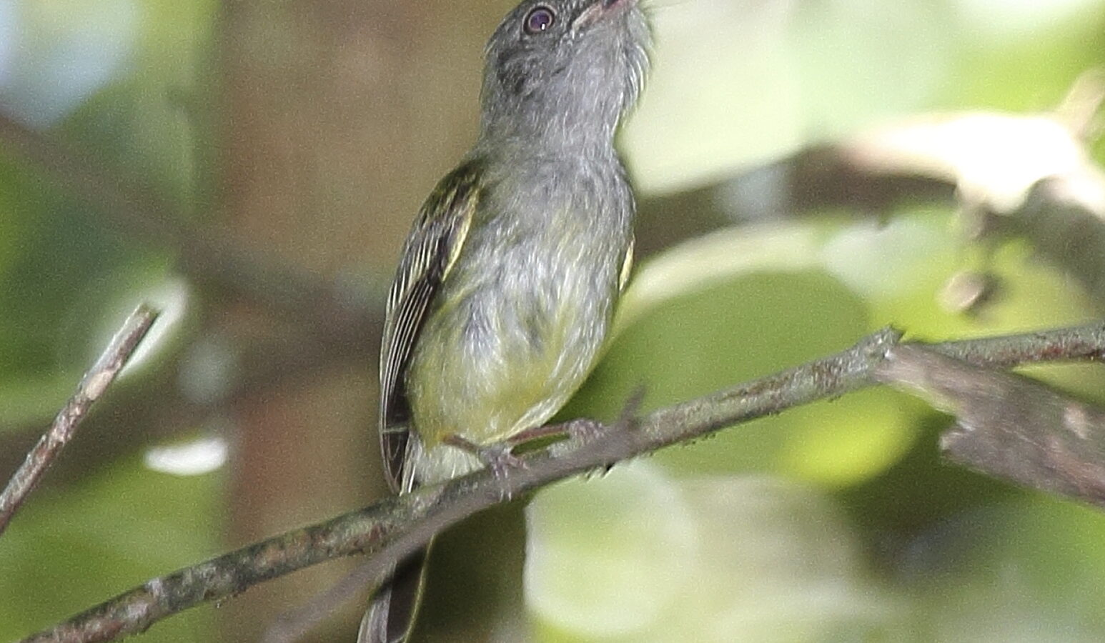 Northern Bentbill