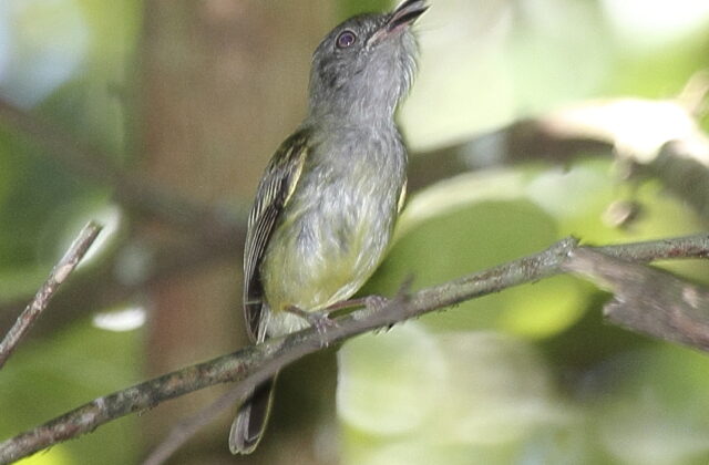 Northern Bentbill