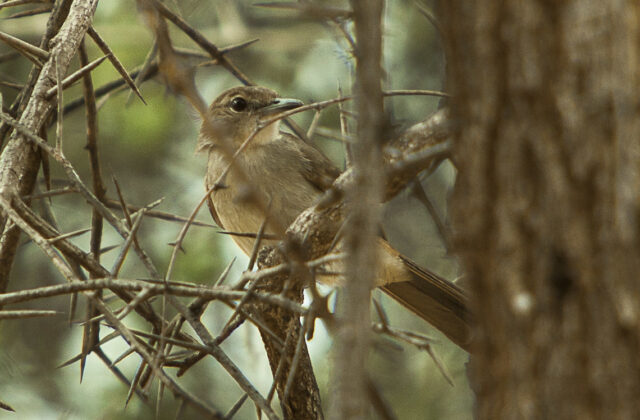 Northern Brownbul