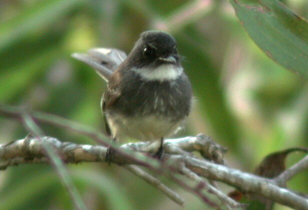 Northern Fantail
