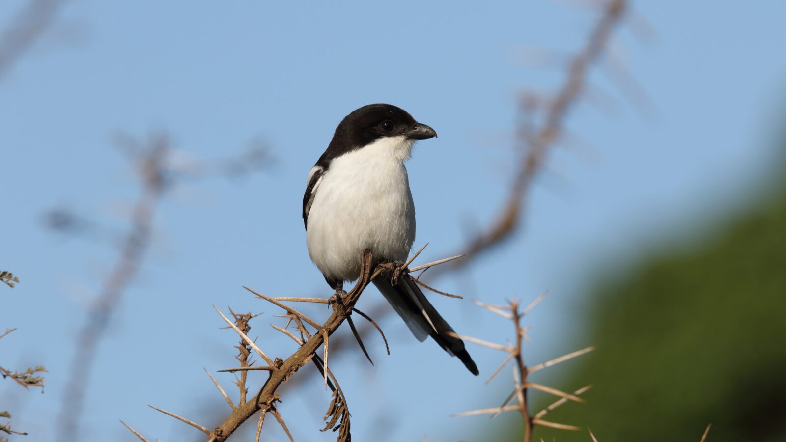 Northern Fiscal