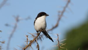 Northern Fiscal
