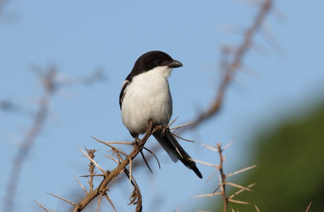 Northern Fiscal