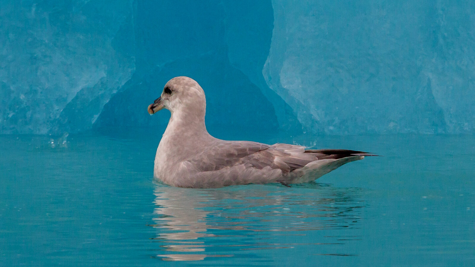 Northern Fulmar