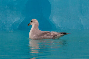 Northern Fulmar