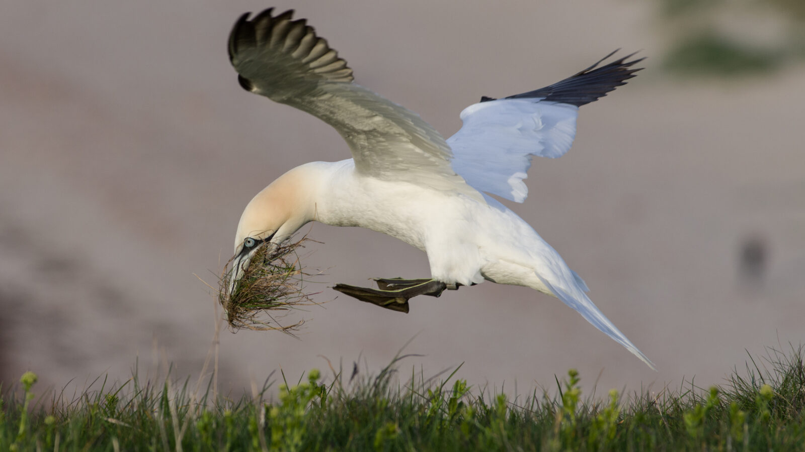 Northern Gannet