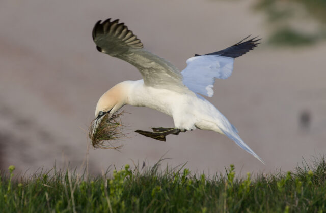 Northern Gannet