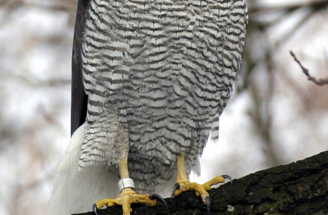 Eurasian Goshawk