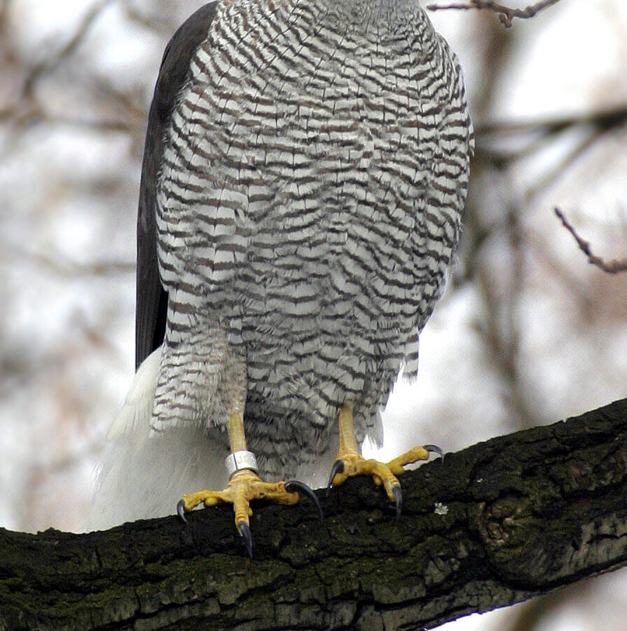 Eurasian Goshawk