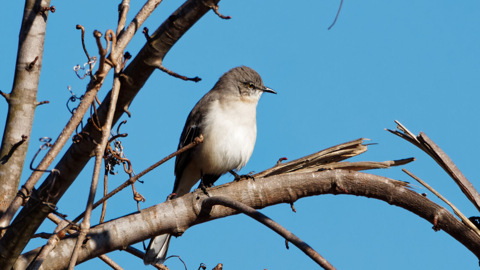 Northern Mockingbird