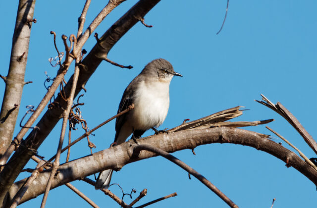 Northern Mockingbird
