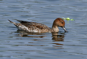 Northern Pintail