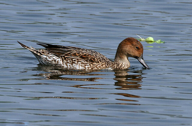 Northern Pintail