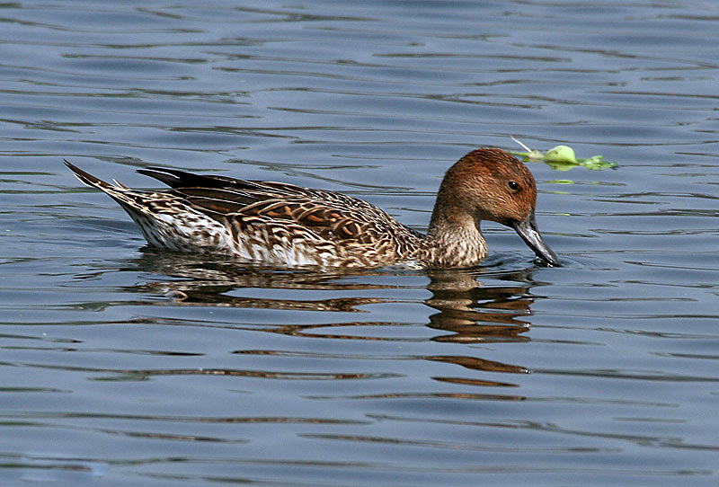 Northern Pintail