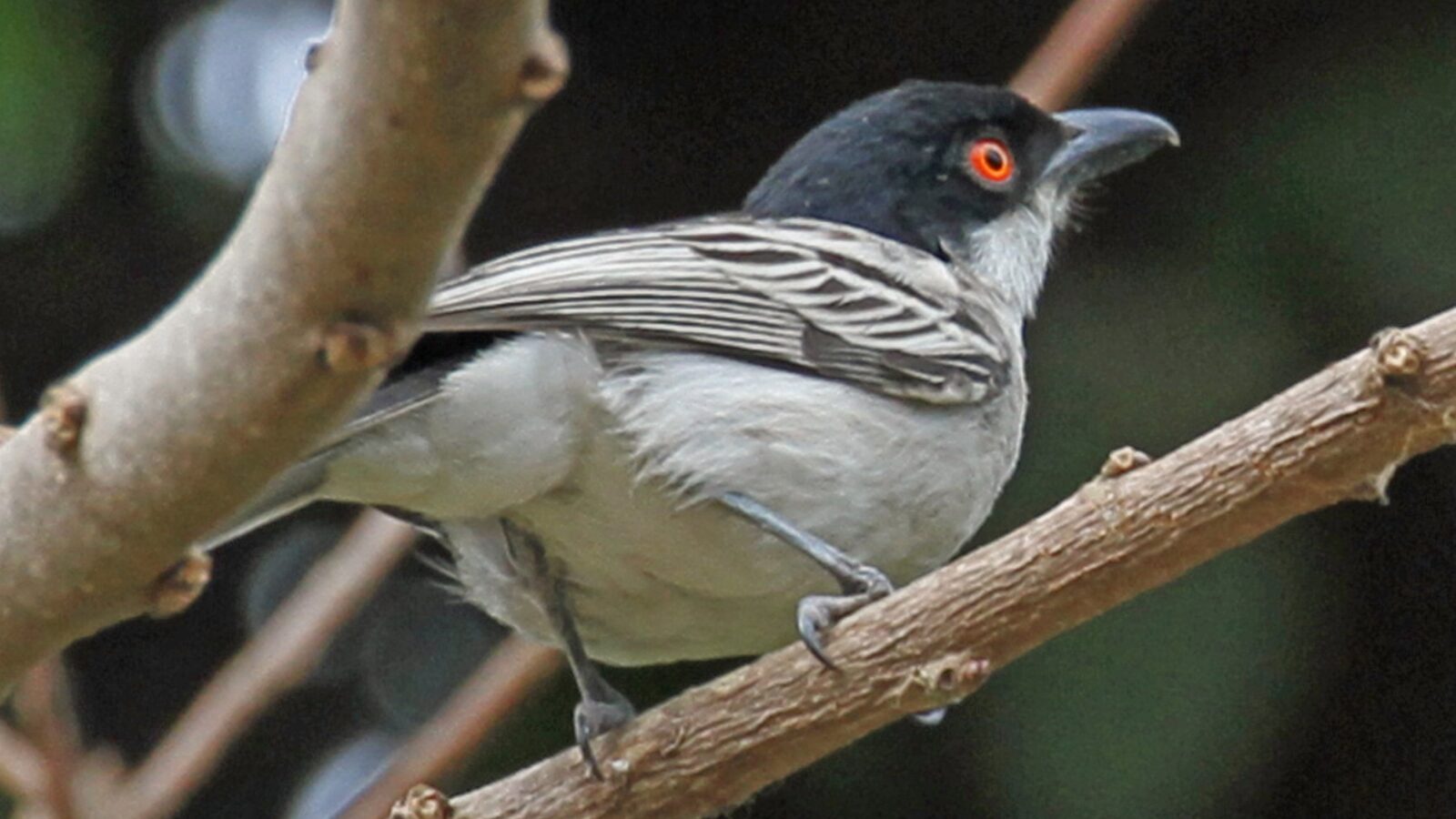 Northern Puffback