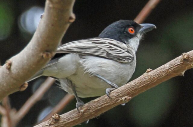 Northern Puffback