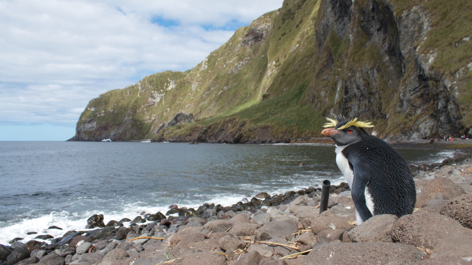 Northern Rockhopper Penguin