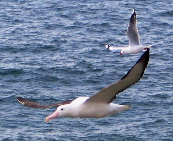 Northern Royal Albatross
