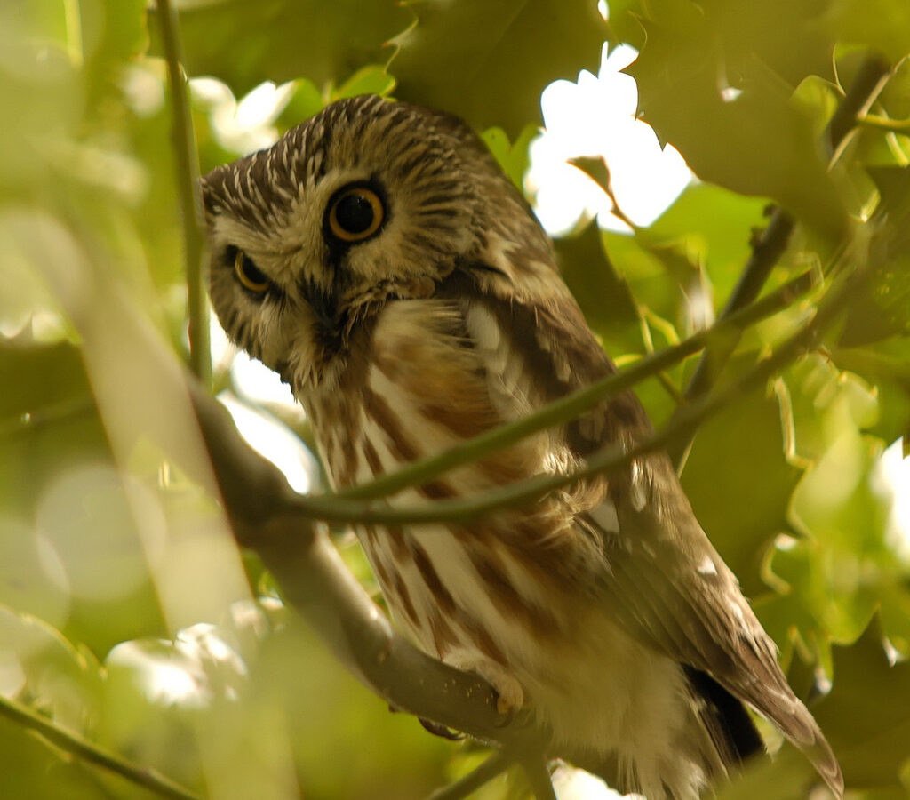 Northern Saw-whet Owl