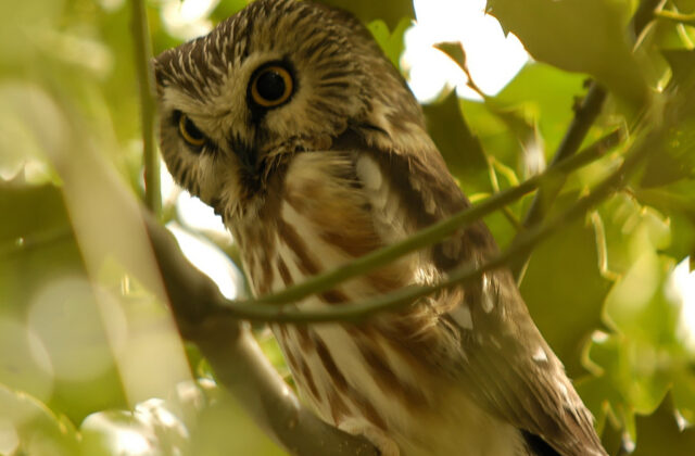 Northern Saw-whet Owl