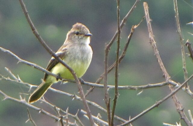 Northern Scrub Flycatcher