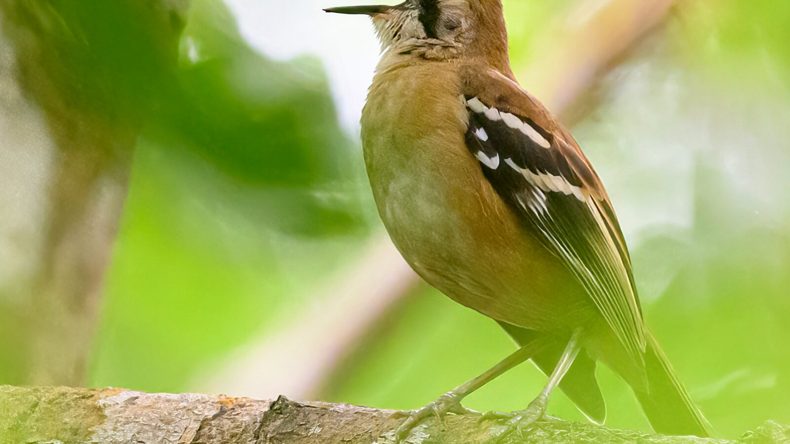 Northern Scrub Robin