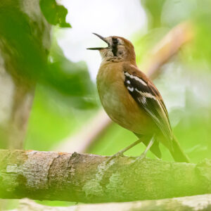 Northern Scrub Robin