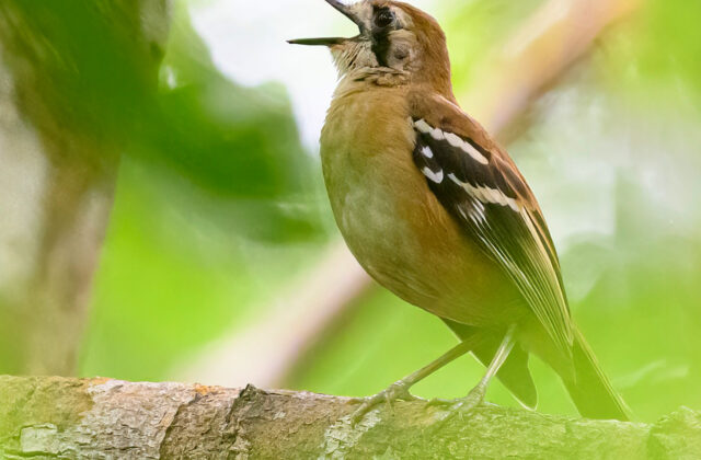 Northern Scrub Robin