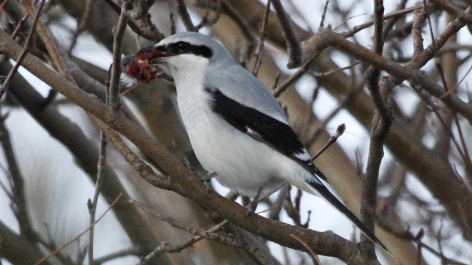 Northern Shrike