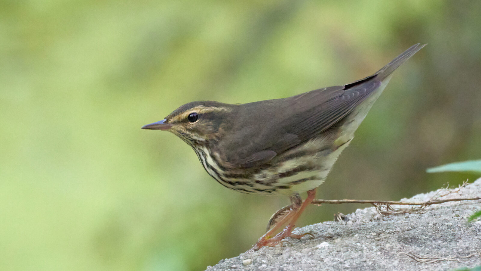 Northern Waterthrush