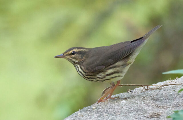 Northern Waterthrush