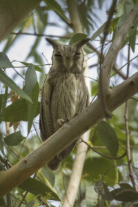 Northern White-faced Owl