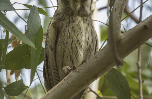 Northern White-faced Owl