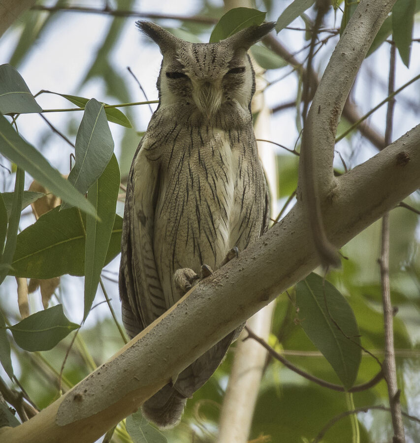 Northern White-faced Owl