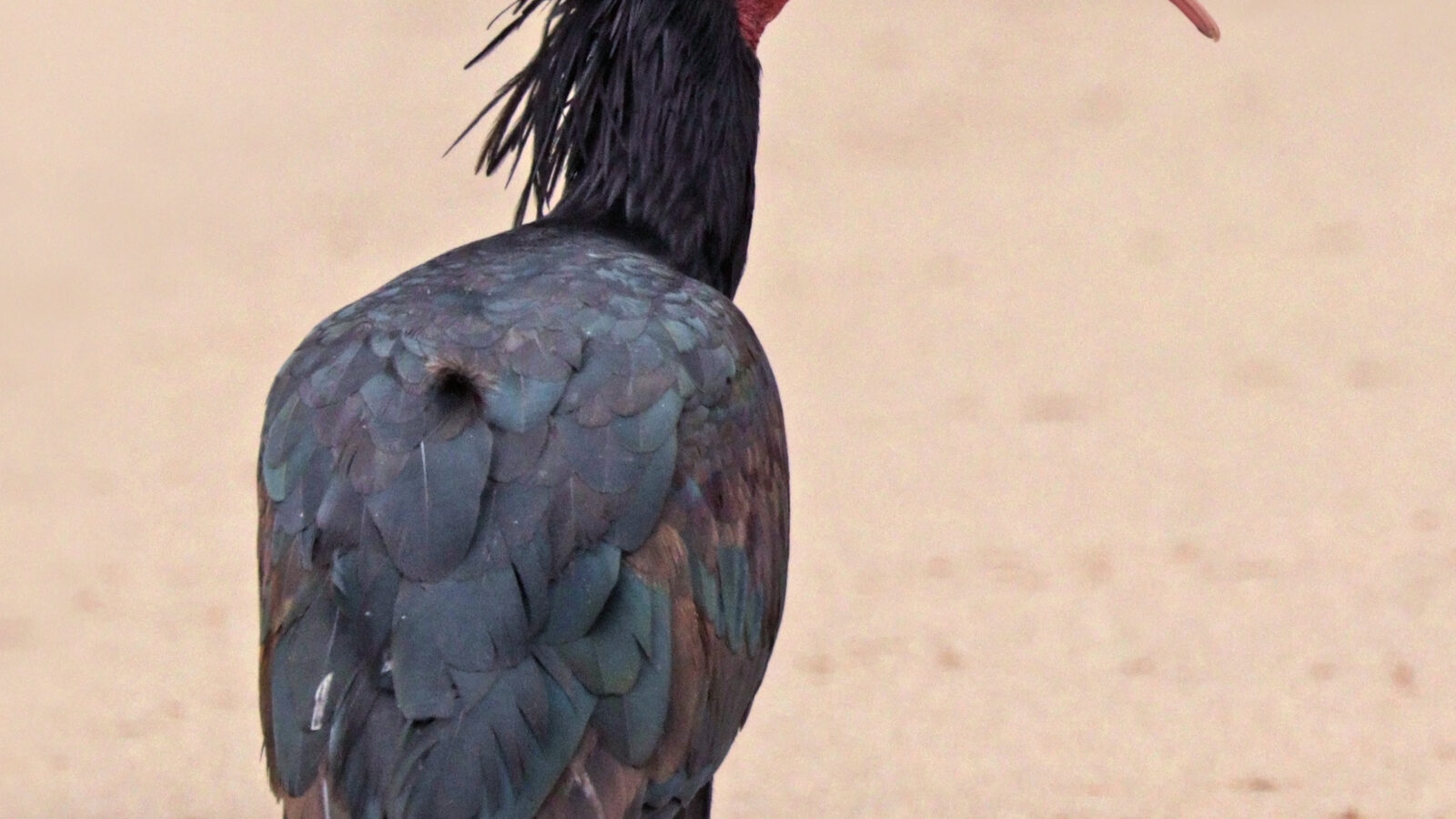 Northern Bald Ibis