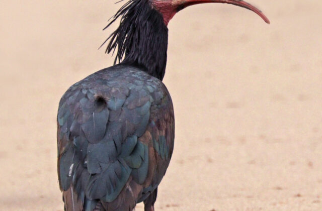 Northern Bald Ibis