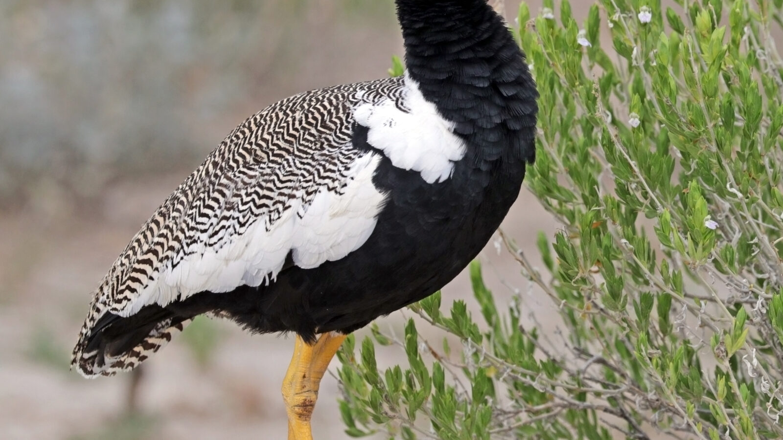 Northern Black Korhaan